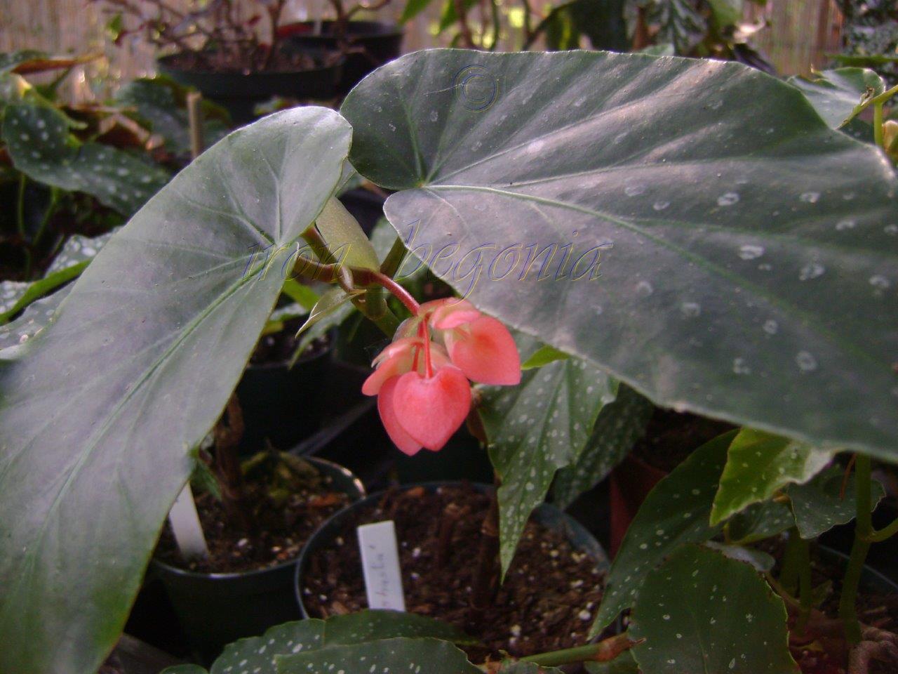 B. ‘Di-Shasta’